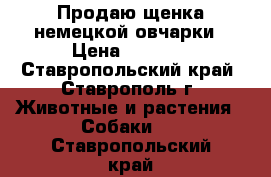 Продаю щенка немецкой овчарки › Цена ­ 6 000 - Ставропольский край, Ставрополь г. Животные и растения » Собаки   . Ставропольский край